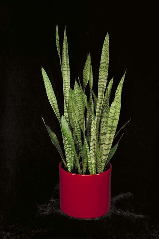 sansevieria plant